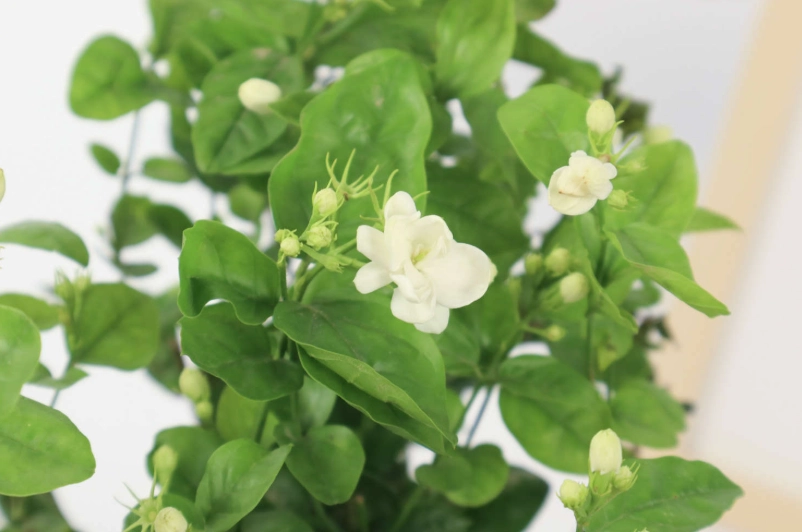 茉莉花修剪時機