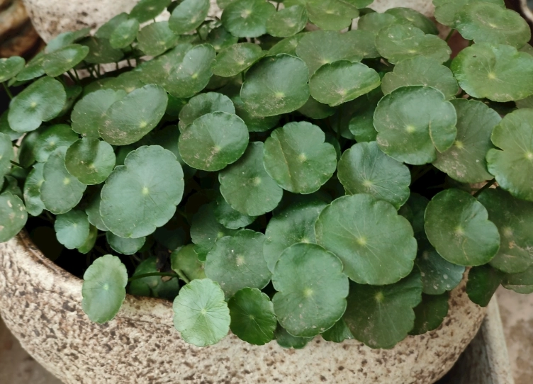 圓幣草水耕 圓幣草水耕