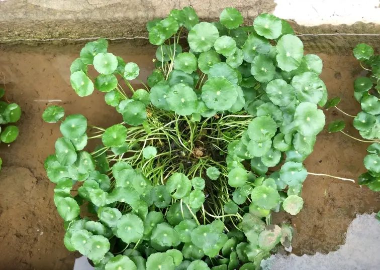 圓幣草照顧 圓幣草照顧