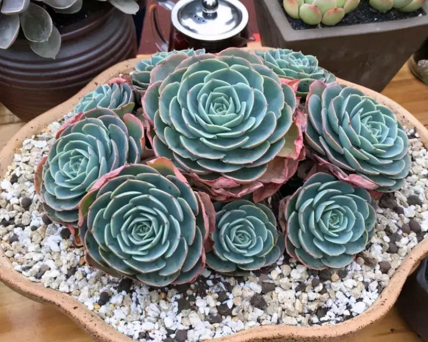 生石花蛻皮 生石花蛻皮