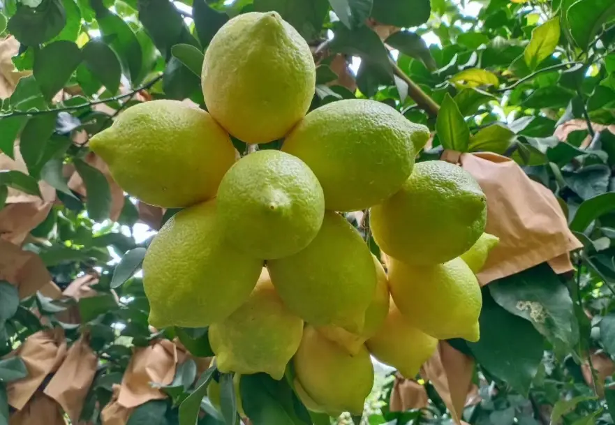 檸檬樹修剪 檸檬樹修剪