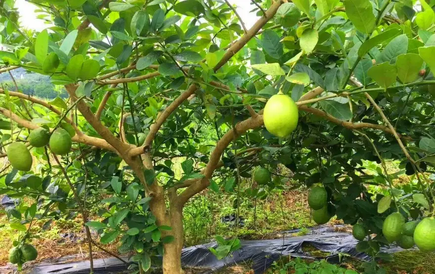 四季檸檬盆栽 四季檸檬盆栽