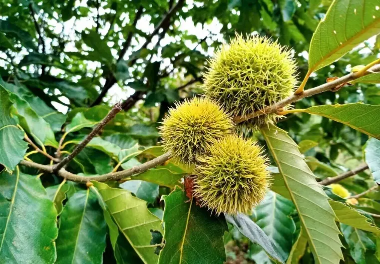 板栗種植 板栗種植