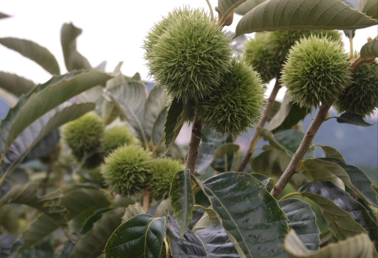 板栗種植 板栗種植