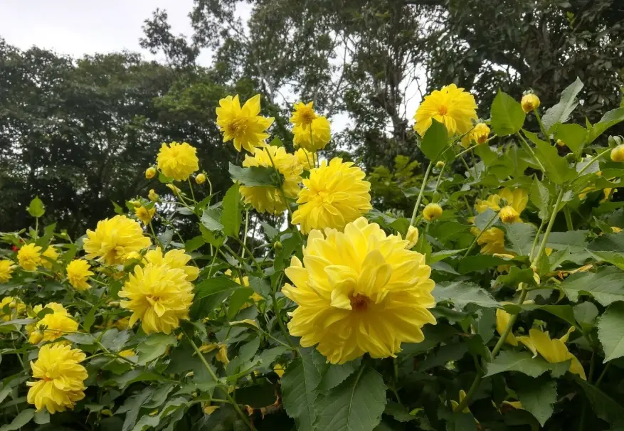 大理花盆栽照顧 大理花盆栽照顧