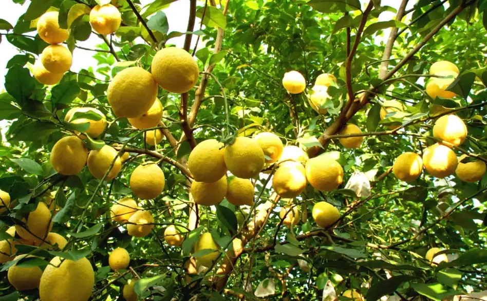 檸檬樹修剪 檸檬樹修剪