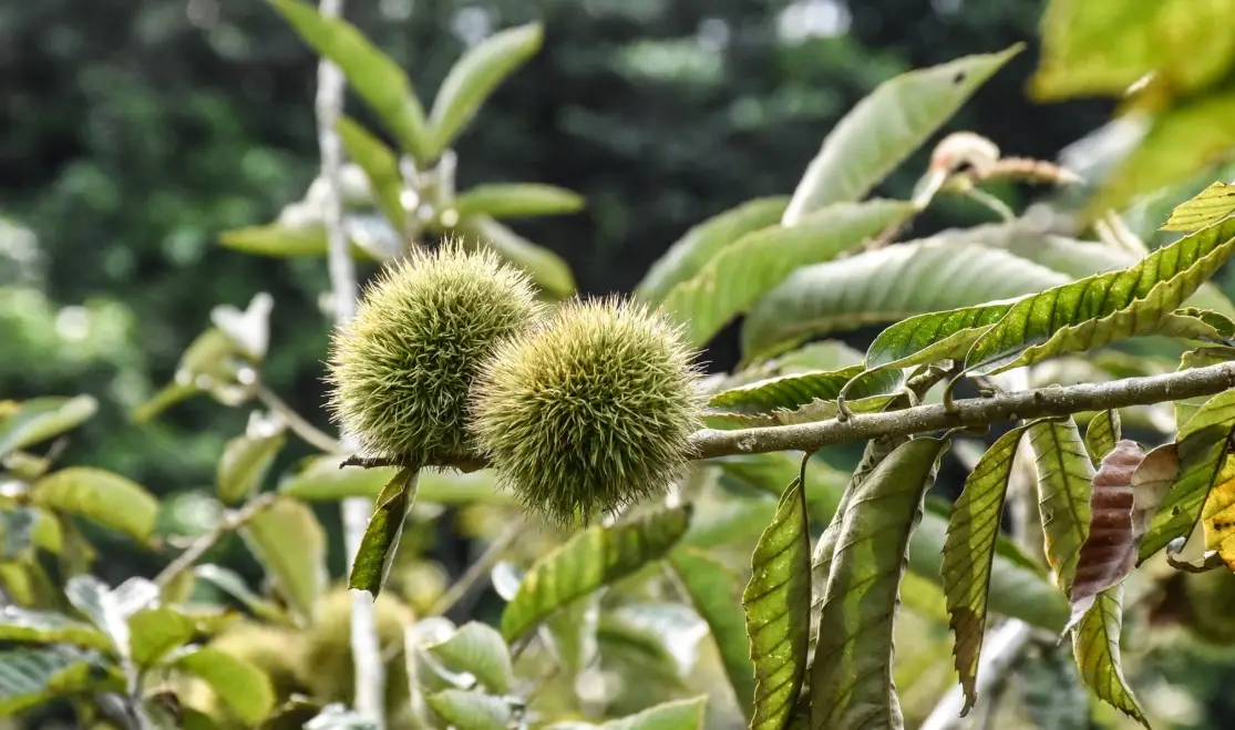 板栗種植 板栗種植