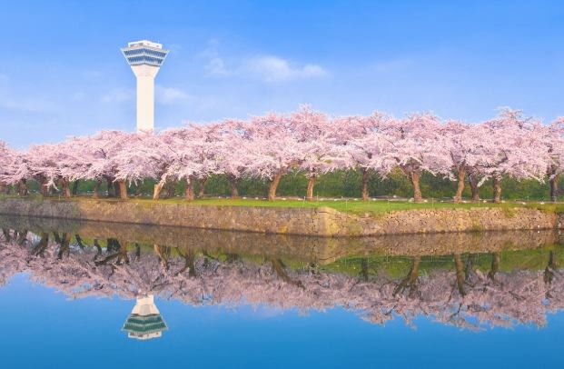 北海道櫻花
