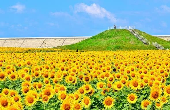 向陽農場