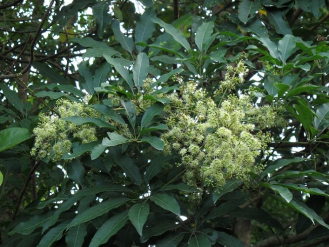 鴨腳木