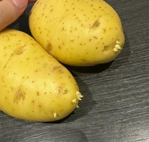 馬鈴薯發芽