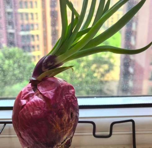 洋蔥發芽處理