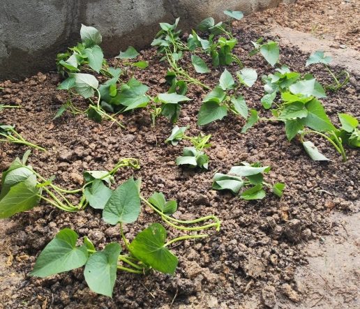 地瓜葉栽培方法