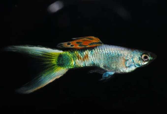 孔雀魚飼養溫度