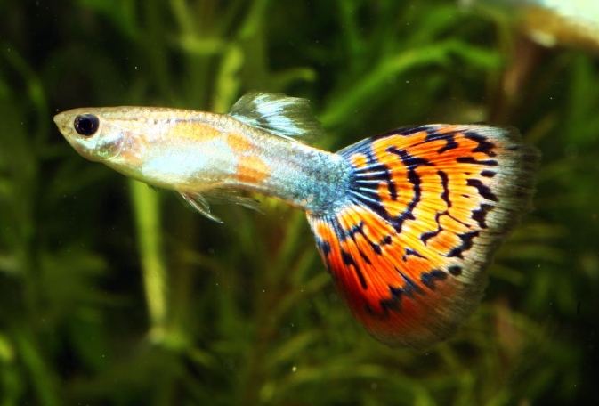 孔雀魚飼養溫度