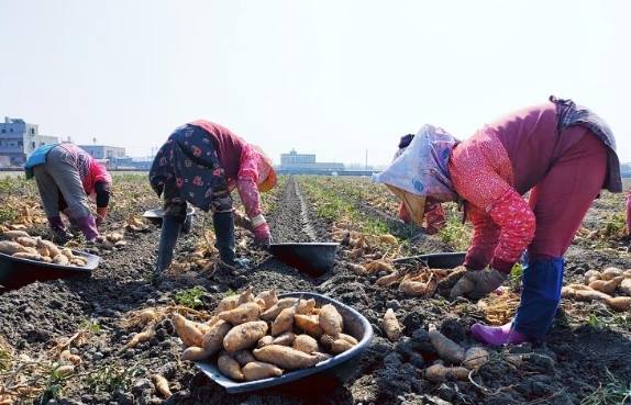 地瓜採收時間