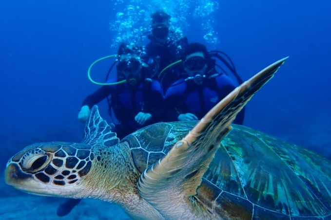 海龜浮潛技巧