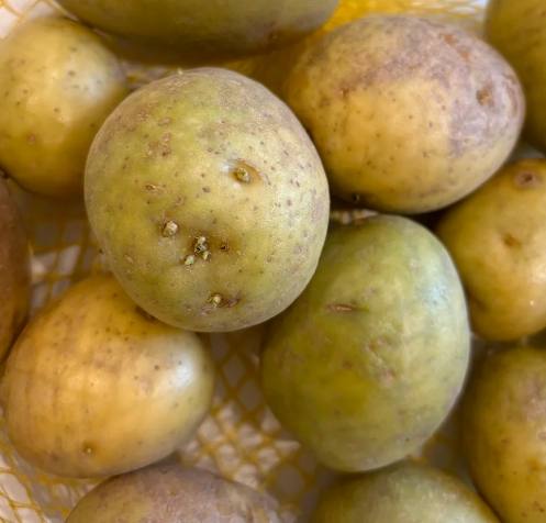 馬鈴薯發芽一點點