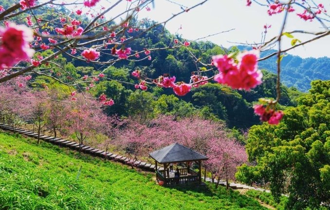 台中賞花地點