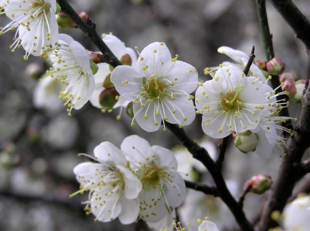 梅花花期預測