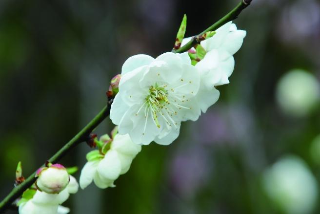 梅花花期預測