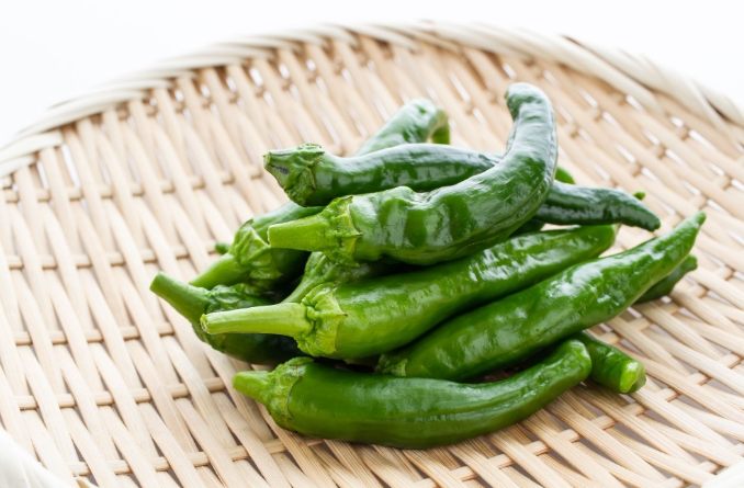 青龍椒種植方法