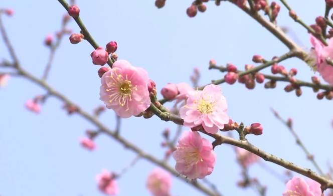 台灣梅花季節
