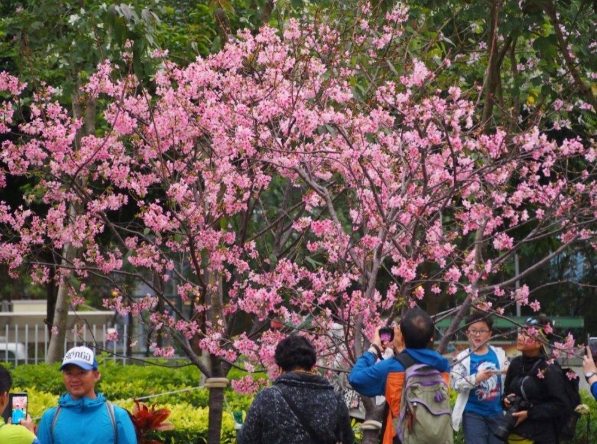 台灣賞花景點
