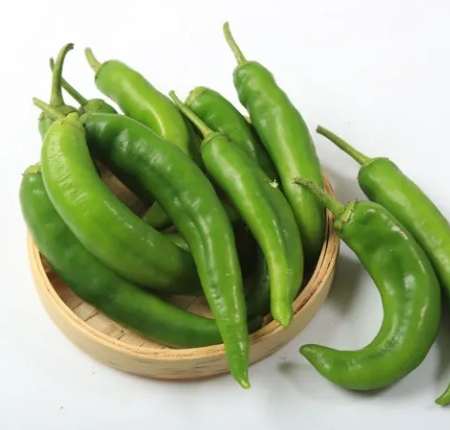 青龍椒種植方法