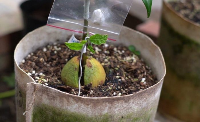 盆栽酪梨土壤配方