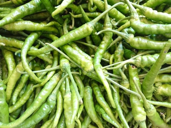 青龍椒種子購買