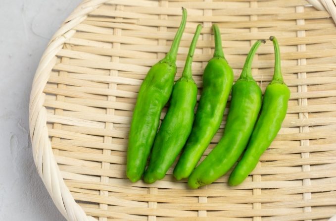 青龍椒種植方法