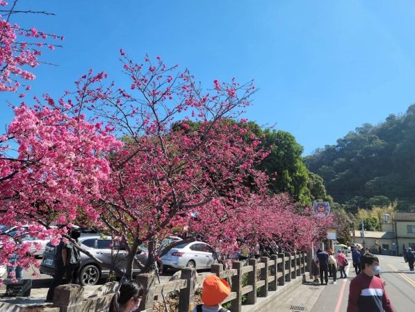 台中賞花地點