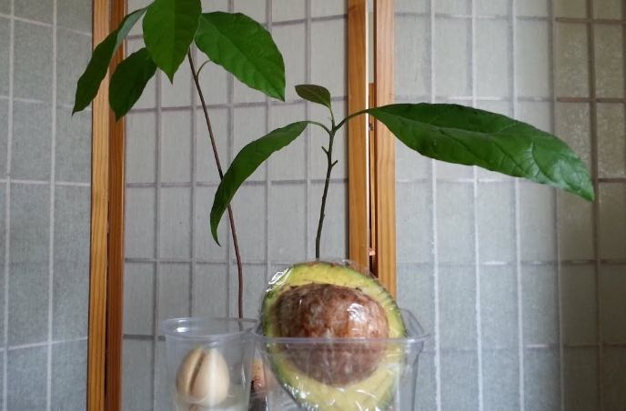 盆栽酪梨土壤配方