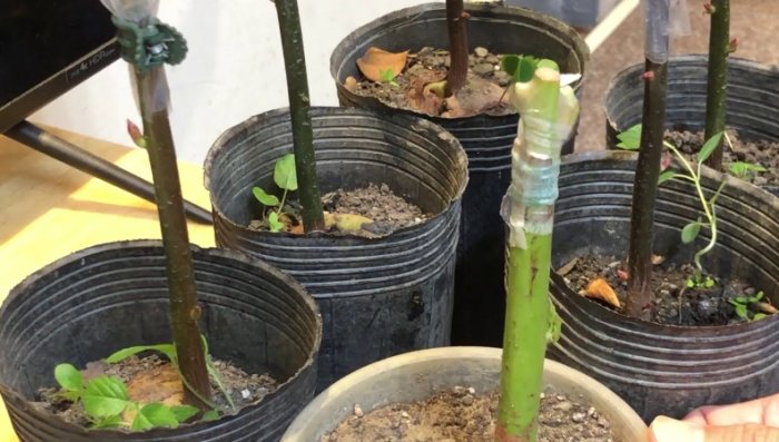 盆栽酪梨土壤配方