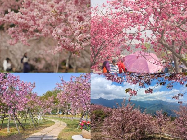 台中賞花地點
