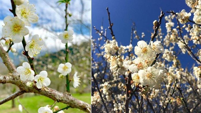 台灣梅花季節