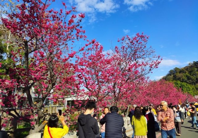 台中三月花季