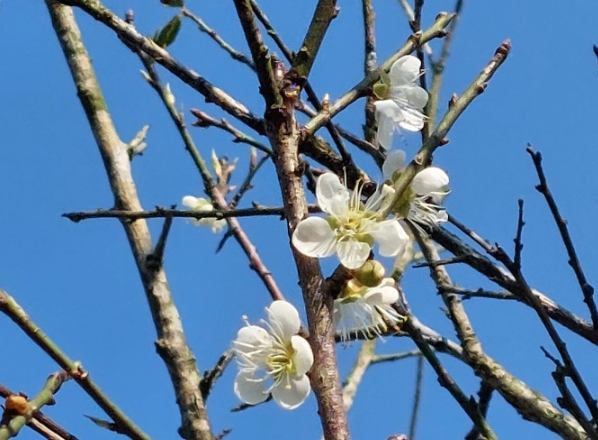 台灣梅花地點