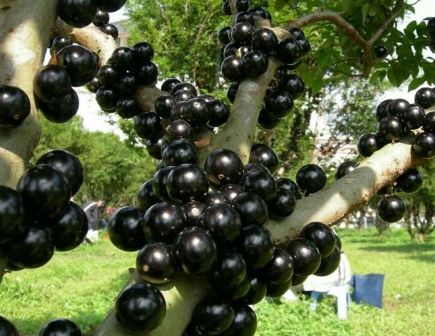 樹葡萄營養 樹葡萄營養