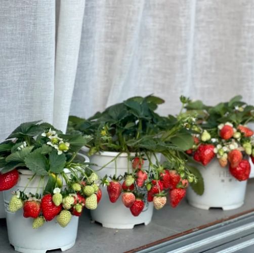 草莓盆栽種植技巧