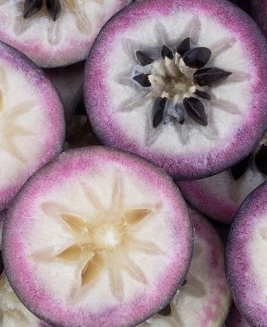 牛奶果紫色食用