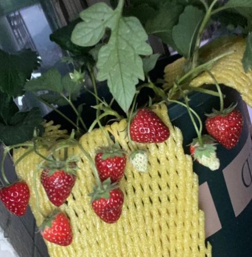 陽台草莓栽培