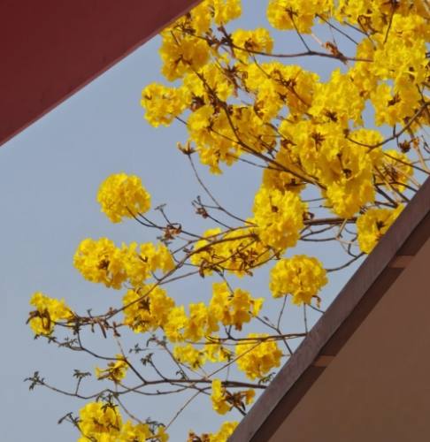 風鈴木花期預測