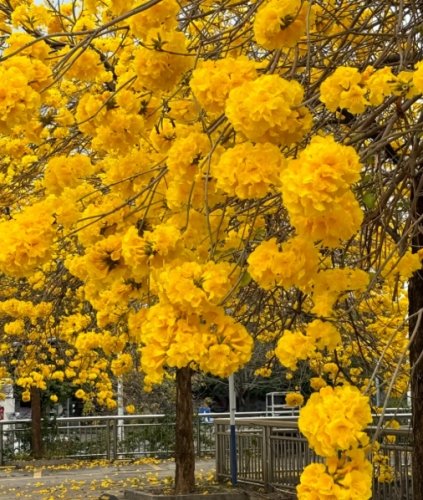 黃花風鈴木嘉義