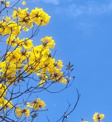 風鈴木花期長短