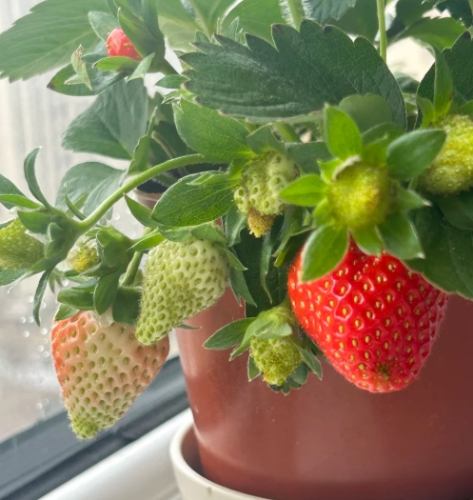 陽台草莓栽培