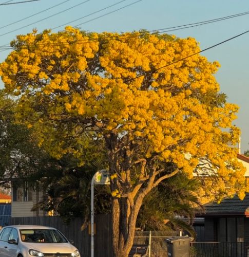 黃花風鈴木嘉義