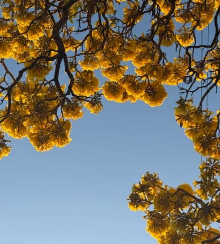 黃花風鈴木觀賞時間