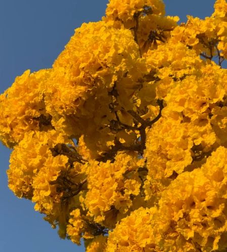 黃花風鈴木花期